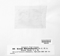 Uredo dumeticola image